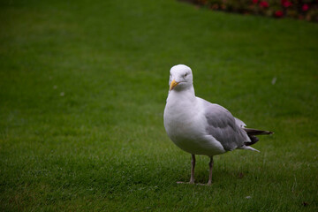 Mouette