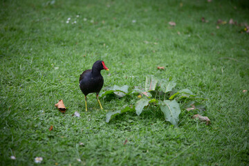 Poule noire