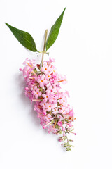 Summer lilac butterfly bush isolated on white
