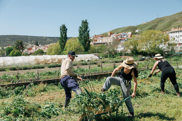 Farm workers with wheelbarrow working at field on sunny day