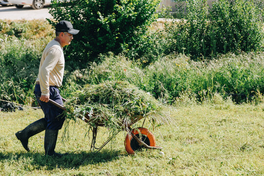 Mature farmer in cap wheeling plants in wheelbarrow at field