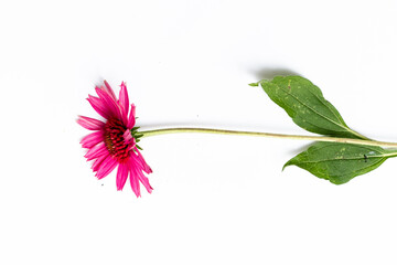 Pink coneflower (echinacea) isolated on white background