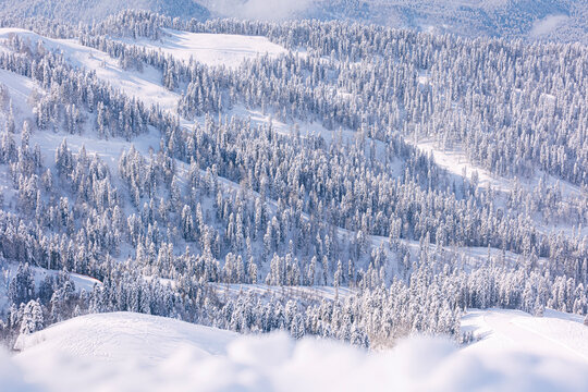Forest trees covered in snow