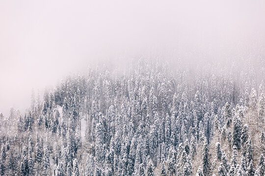 Tranquil scene of trees covered with snow on foggy day