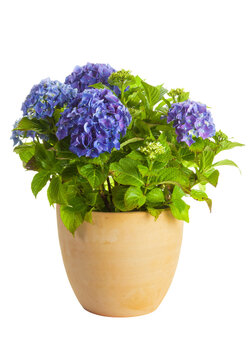 Blooming Hydrangea in flower pot isolated on transparent background
