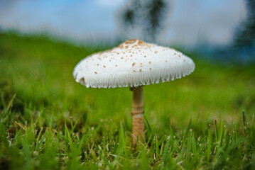 Mushrooms blooming on the camping ground in Khao Phaeng Ma Wildlife Sanctuary, Thailand