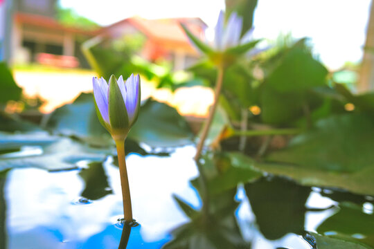 lutus in bloom