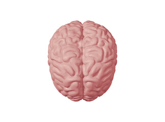 Human brain. PNG Transparent Background, 3d Rendering Image.	