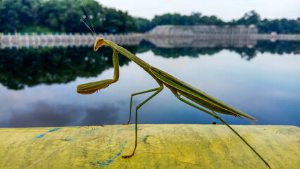 Close-up photo of a praying mantis on the edge of the reservoir.