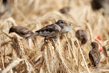 Sparrows eat grain sitting on ears of wheat on field with red poppies. Rural scene, background for...