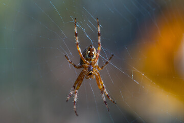 Close-up macro shot of a European cruciform garden spider, Araneus diadematus, sitting in a cobweb