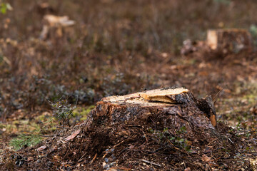 Deforestation, deforestation. Illegal logging. The concept of ecology, environment, global warming