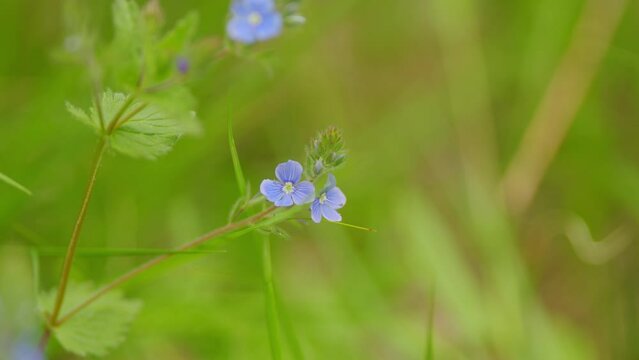 Blue flower of woodland speedwell or germander speedwell. Pretty veronica chamaedrys flowers aka cat s eyes waving in the wind. Selective focus.