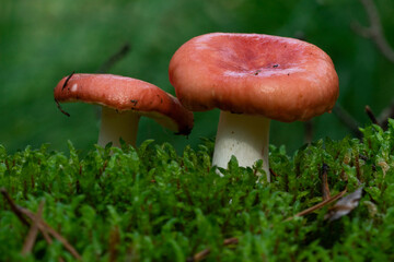 Russula xerampelina, also known as the crab brittlegill or the shrimp mushroom in forest