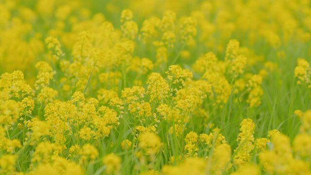 Yellow rapeseed in the field. Rapeseed flower Colza canola plant for green energy. Close up.