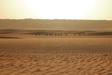 Goats fence under desert dunes wahiba sands in Oman