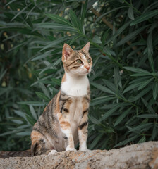Portrait of a female cat on the background of nature.
