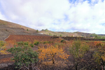 Rural views of the agricultural lands on Tenerife, Canary Islands, Spain