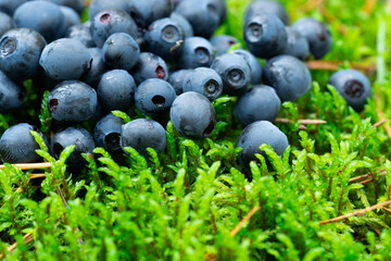 Wild berries on a green vegetative background in wood.