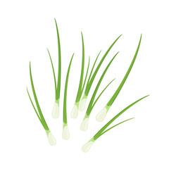 Green onion, chives or scallion, vector illustration isolated on white background