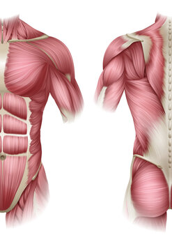Human Body Trunk Muscles Anatomy Illustration