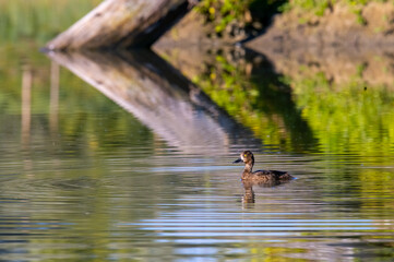 Filigule Morillon femelle