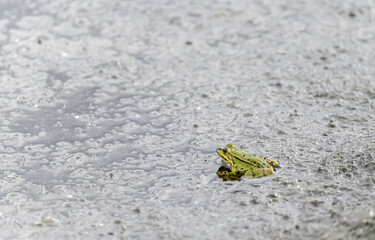 Grenouille verte , grenouille commune 