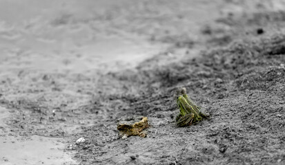 Grenouille verte , grenouille commune 