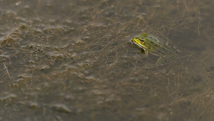 Grenouille verte , grenouille commune 