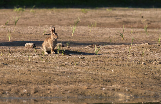 Lapine de garenne 