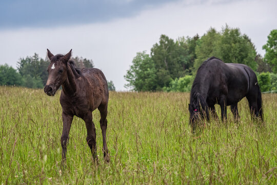 Friesian mare horse and foal on the meadow. Warlander, a cross between a Friesian and a Lusatian horse.