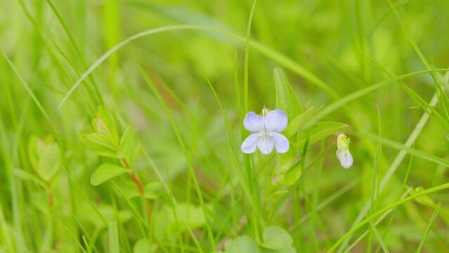 Viola reichenbachiana, viola odorata bloom in springtime. Natural spring background.