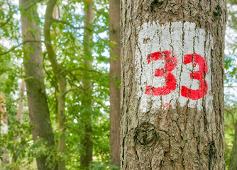 Number 33 painted on a tree trunk, selective focus. - obrazy, fototapety, plakaty