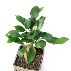 観葉植物、キジムナーが宿るガジュマルの葉【白背景】