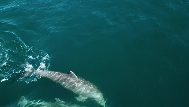 Imagens de Delphinus – Explore Fotografias do Stock, Vetores e Vídeos ...
