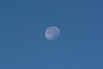 Luna. Morning. Leto. Species from Kazakhstan.