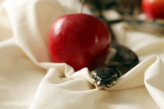 Beautiful snake and red apple on blanket                