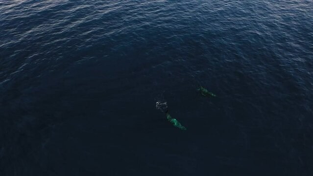 Two whales swimming together underneath the surface with the sun making beautiful reflection patterns on their skin.