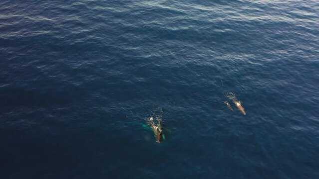 Drone clip of a whale family of six, swimming together in the dark blue ocean in Madeira.