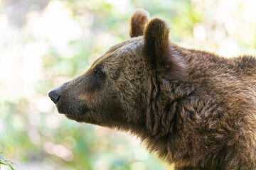 Obraz premium Brown Bear