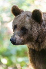 Brown Bear
