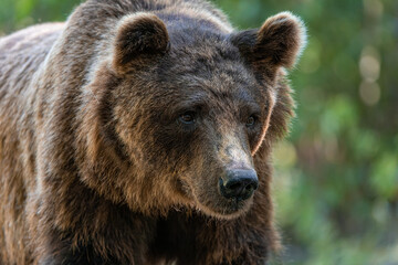 Obraz premium Brown Bear