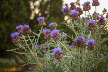 Purple thistle flowers in the field. Close up photo backgrounds