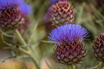 Naklejka na ściany i meble Purple thistle flowers in the field. Close up photo backgrounds