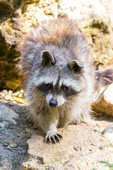 Naklejka premium Racoon