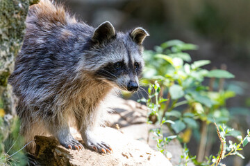 Racoon
