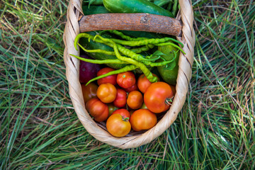 basket of fresh vegetables from the garden