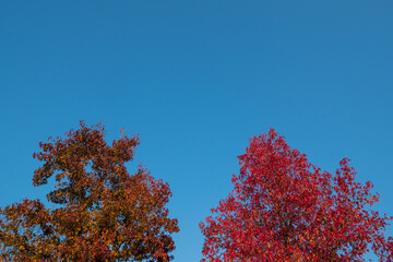 Red leaves and blue sky