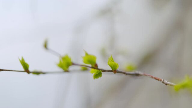 Fresh young spring twig of birch trees awakened after winter. Betula pendula leaves on a may evening in Europe. Selective focus.