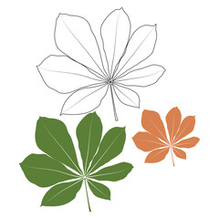 Set of vector chestnut leaf outline and coloured icon. Simple chestnut leaves illustration for logo. Realistic hand drawn leaves illustration set on white background.